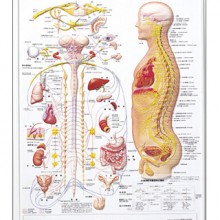人体解剖学チャート 自律神経系 - ニットクSHOP
